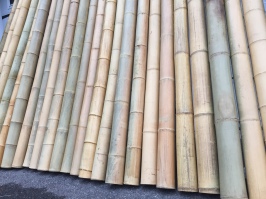 Sale > cane poles for sale > in stock